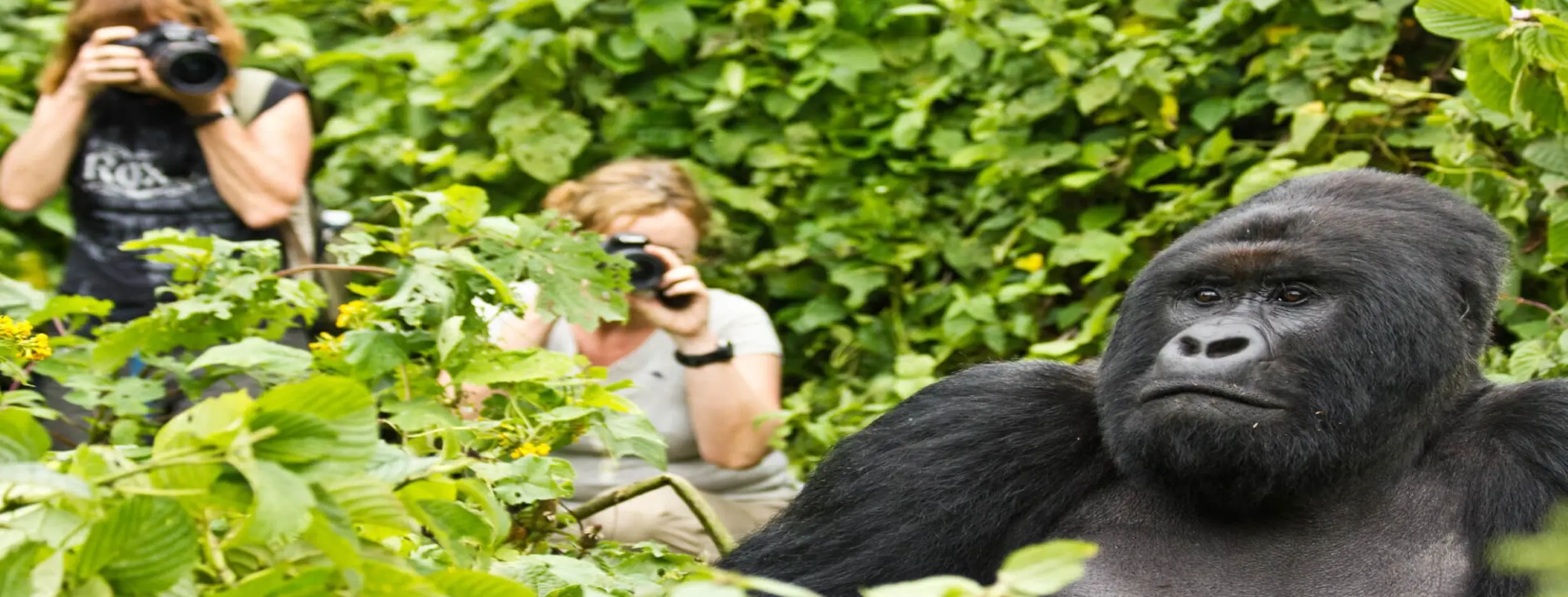 Image for Gorilla Trekking